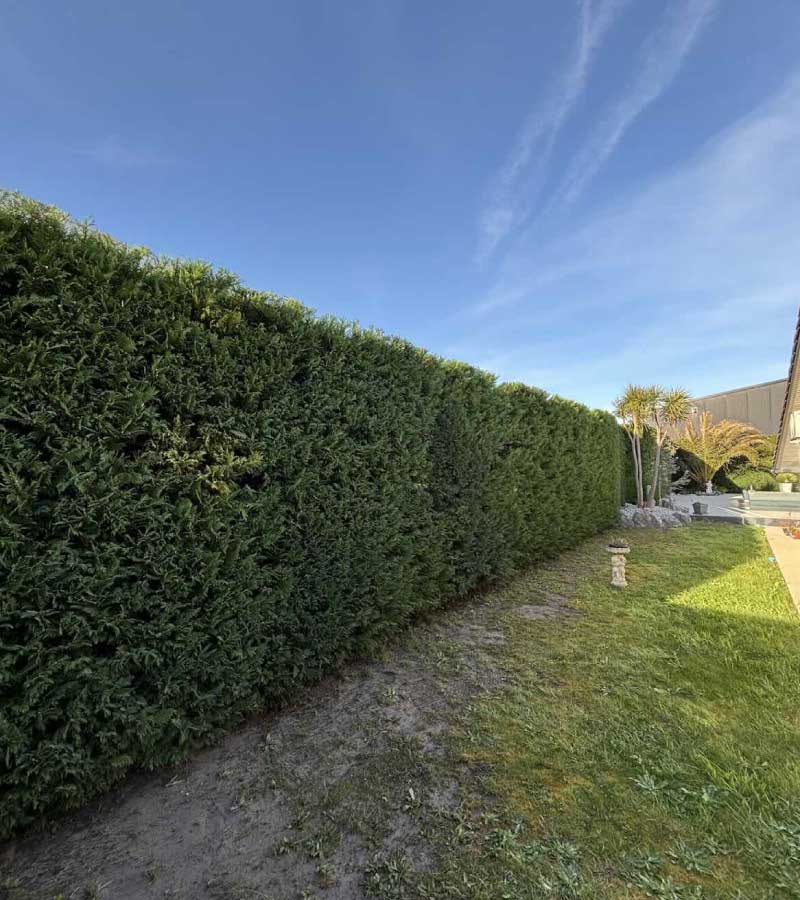 Taille de haie Cyprès Leylandii à Saint-Vincent-de-Tyrosse